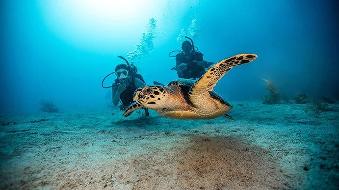 scuba divers with turtle